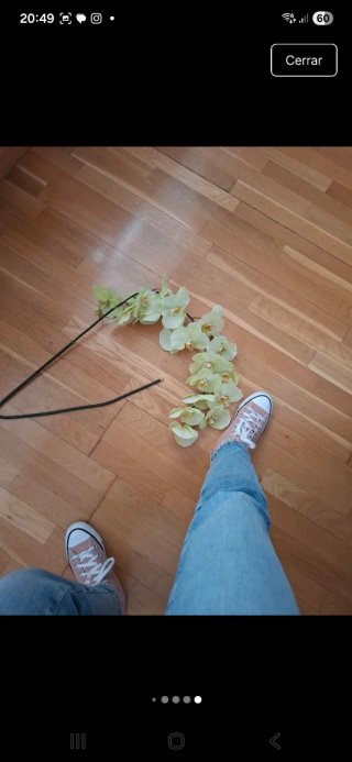 Varas de orquídeas amarillas SIA