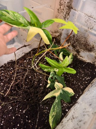 Philodendron Florida Beauty esqueje