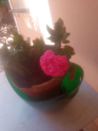 Planta Kalanchoe con flores rosas
