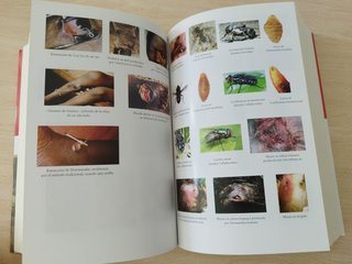 Insectos y Hecatombes II RBA Historia Natural de l