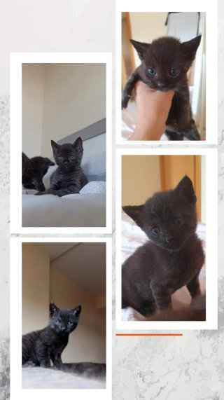 Catsitter o cuidadora de gatos