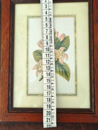Quadretto con cornice in legno e stampa botanica