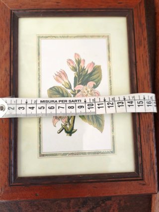 Quadretto con cornice in legno e stampa botanica