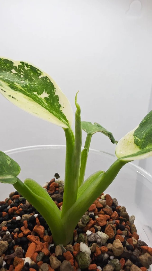 Philodendron Jose Buono variegado