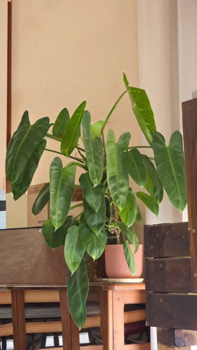 Philodendron Jose Buono variegado