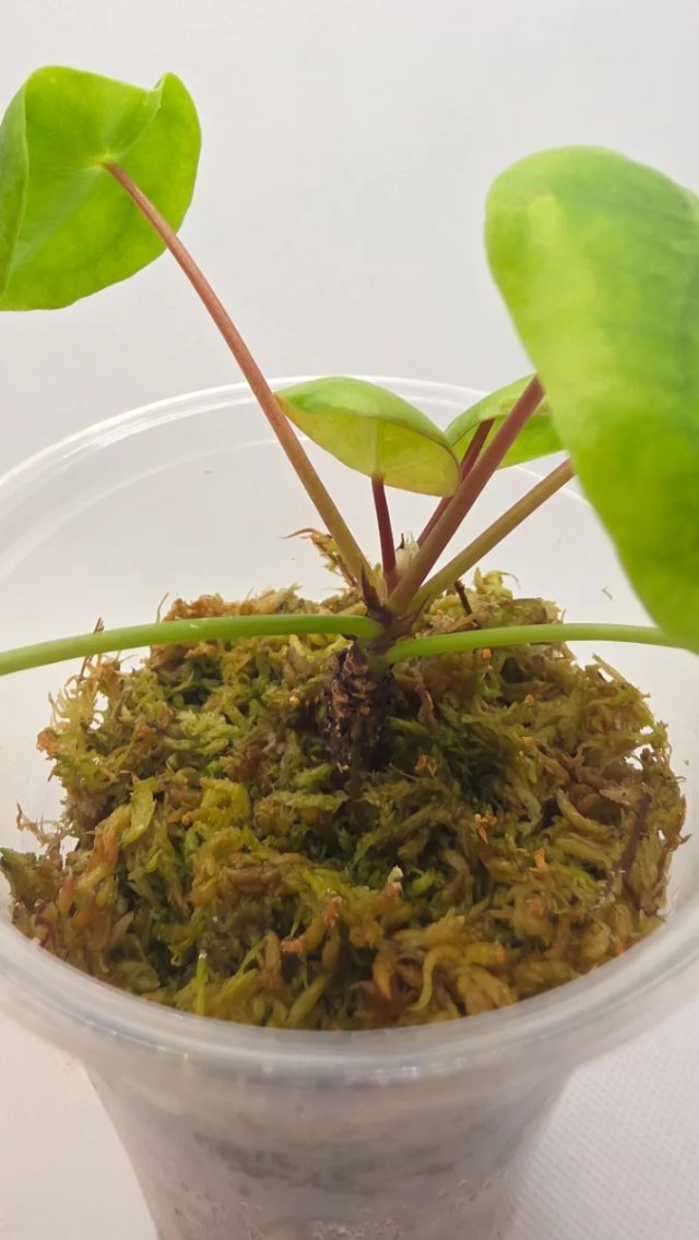 Pilea Peperomioides