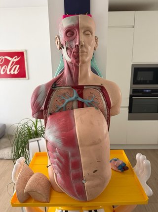 Busto anatomico vintage
