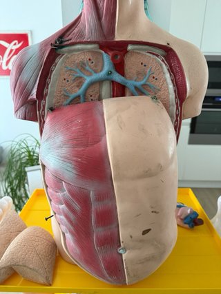 Busto anatomico vintage