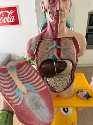 Busto anatomico vintage