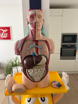 Busto anatomico vintage