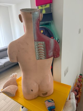 Busto anatomico vintage