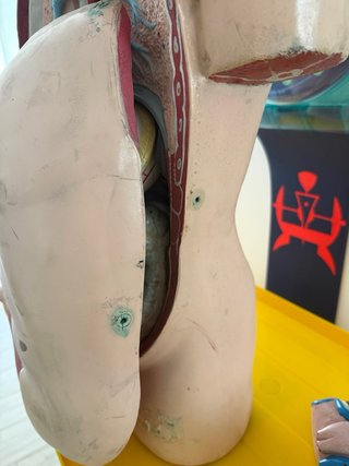 Busto anatomico vintage