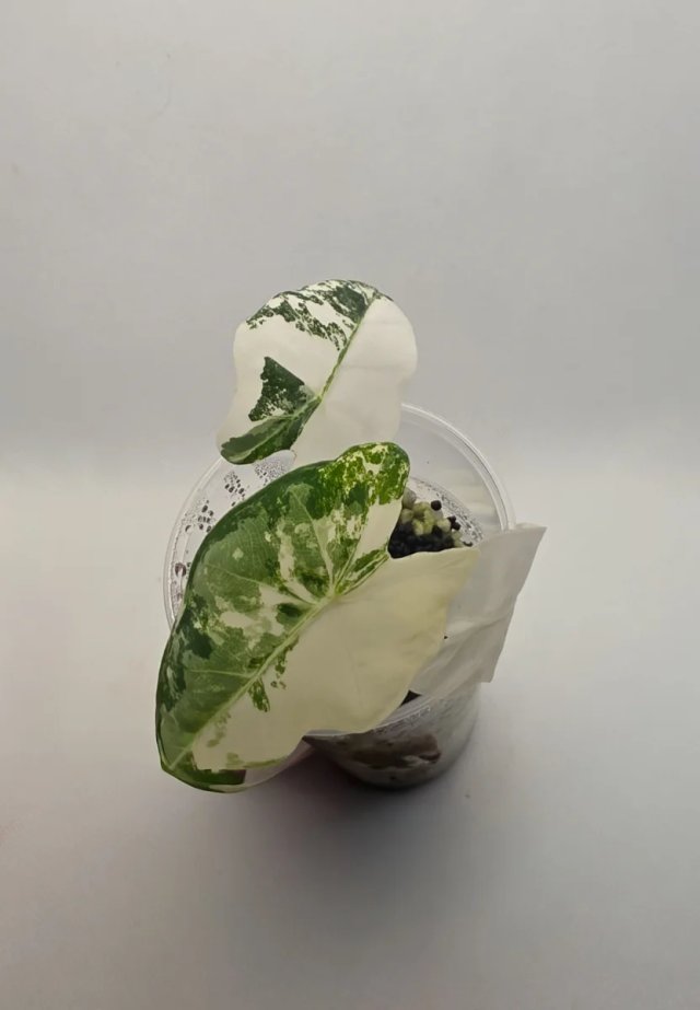 Alocasia Fryeck Variegada