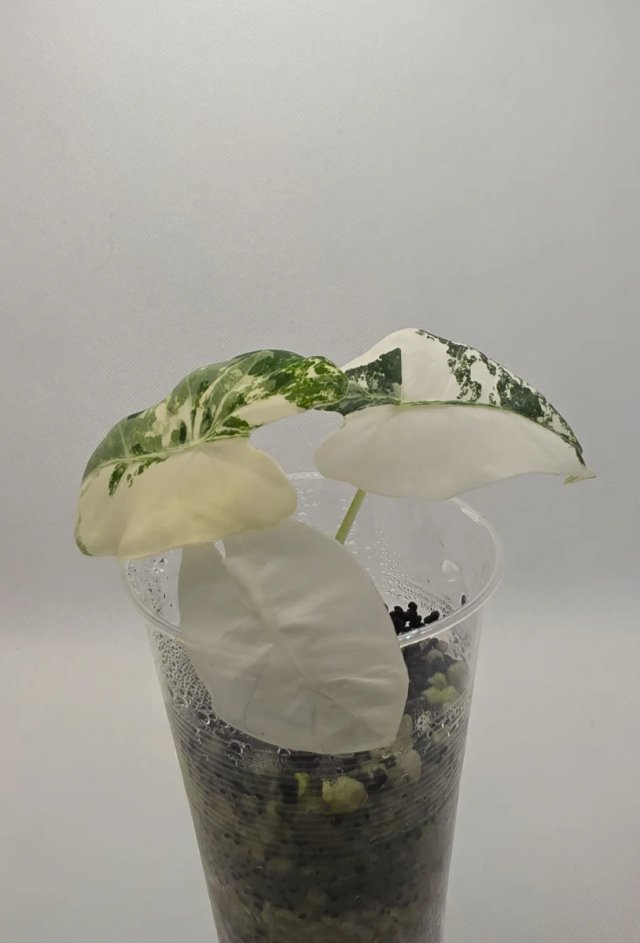 Alocasia Fryeck Variegada