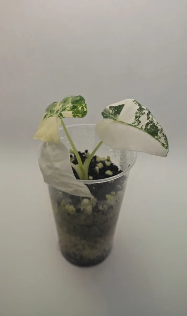 Alocasia Fryeck Variegada