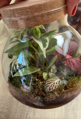 Terrario vivo con plantas y musgo natural