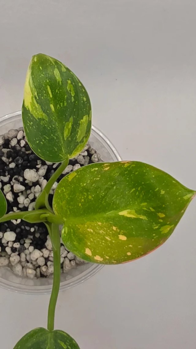 Philodendron Green Congo 2