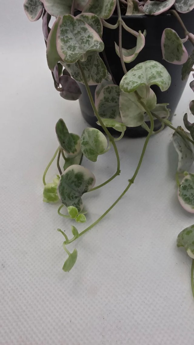 Ceropegia Wodii Variegada