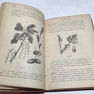 Libro manuale hoepli - Selvicoltura 1891 Santilli