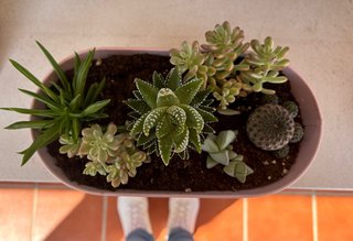 Centro de cactus y suculentas
