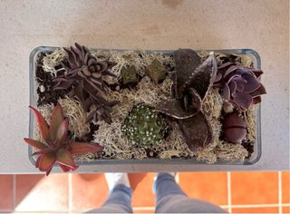 Centro de cactus y suculentas
