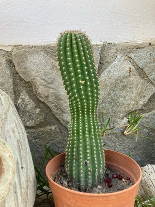 Trichocereus (Echinopsis) Cactus Colonnare