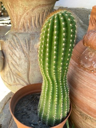 Trichocereus (Echinopsis) Cactus Colonnare