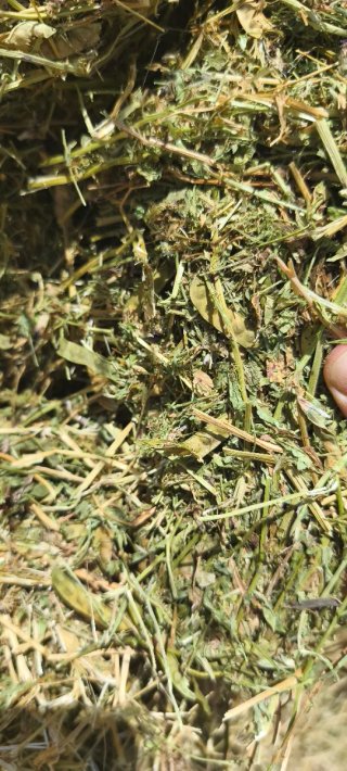 Pacas de Veza para Forraje