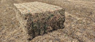 Pacas de Veza para Forraje