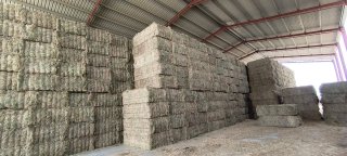 Pacas de Veza para Forraje