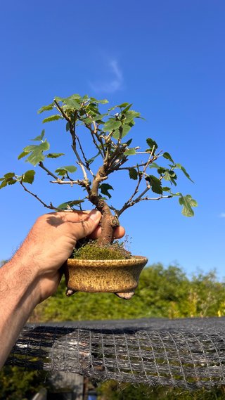 BONSAI SHOHIN MORERA