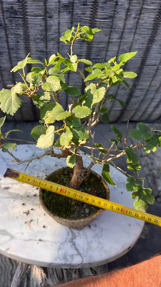 BONSAI SHOHIN MORERA