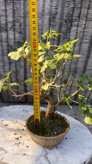 BONSAI SHOHIN MORERA