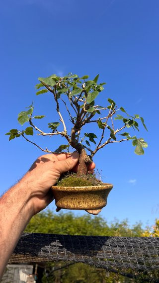 BONSAI SHOHIN MORERA