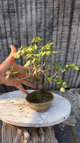 BONSAI SHOHIN MORERA