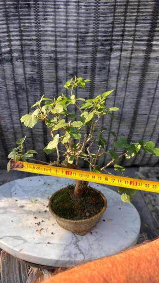 BONSAI SHOHIN MORERA