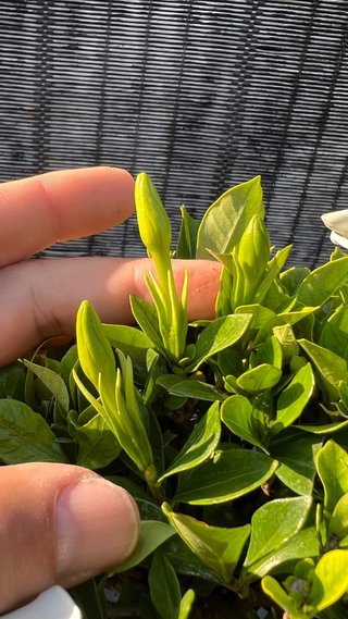 BONSAI GARDENIA JAZMINOIDE IMPORTACION JAPON