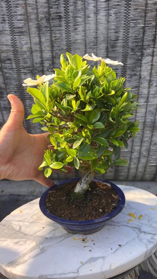 BONSAI GARDENIA JAZMINOIDE IMPORTACION JAPON
