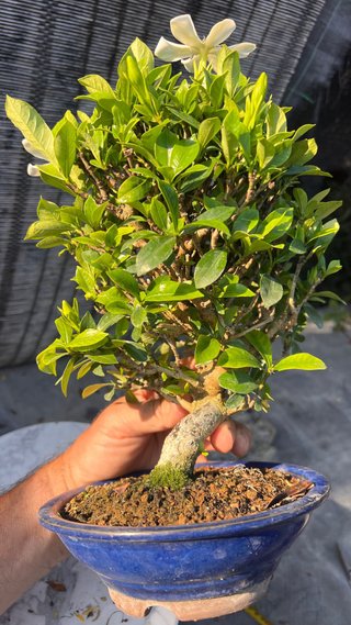 BONSAI GARDENIA JAZMINOIDE IMPORTACION JAPON