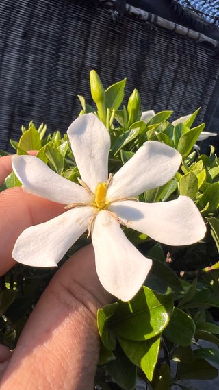 BONSAI GARDENIA JAZMINOIDE IMPORTACION JAPON