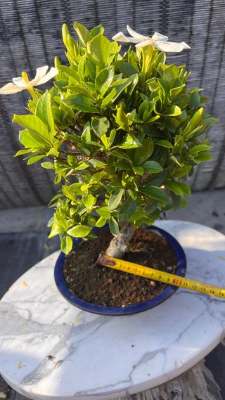BONSAI GARDENIA JAZMINOIDE IMPORTACION JAPON