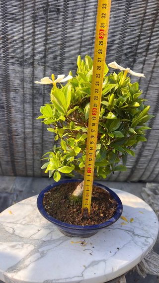 BONSAI GARDENIA JAZMINOIDE IMPORTACION JAPON