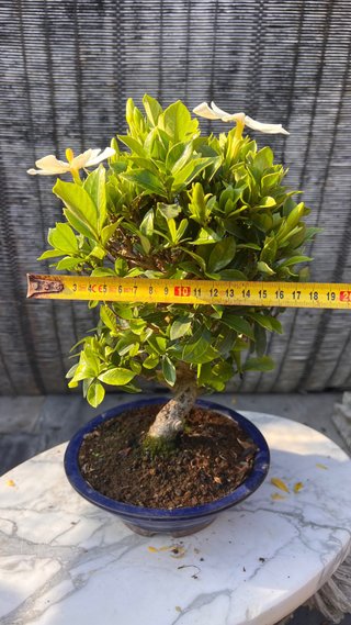 BONSAI GARDENIA JAZMINOIDE IMPORTACION JAPON