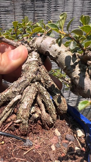 BONSAI SHOHIN COTONEASTER