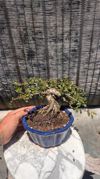 BONSAI SHOHIN COTONEASTER