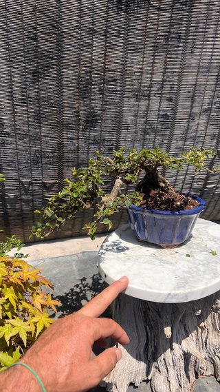 BONSAI SHOHIN COTONEASTER