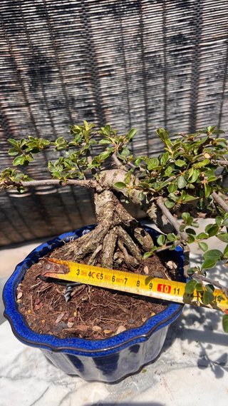 BONSAI SHOHIN COTONEASTER