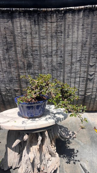 BONSAI SHOHIN COTONEASTER