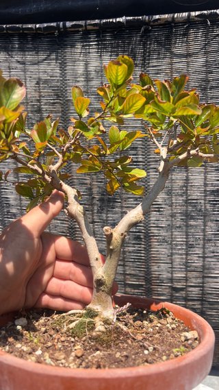 BONSAI LAGEOSTREMIA INDICA