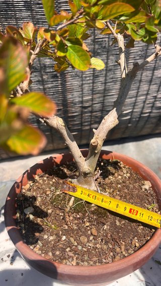 BONSAI LAGEOSTREMIA INDICA